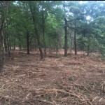 bushwackers-land-clearing-testimonial-after