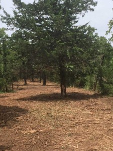 East-Side-Fence-line